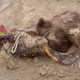 A sacrificed guinea pig found at Tambo Viejo. Arid conditions contributed to the exquisite preservation of the remains, dated to 400 years ago.